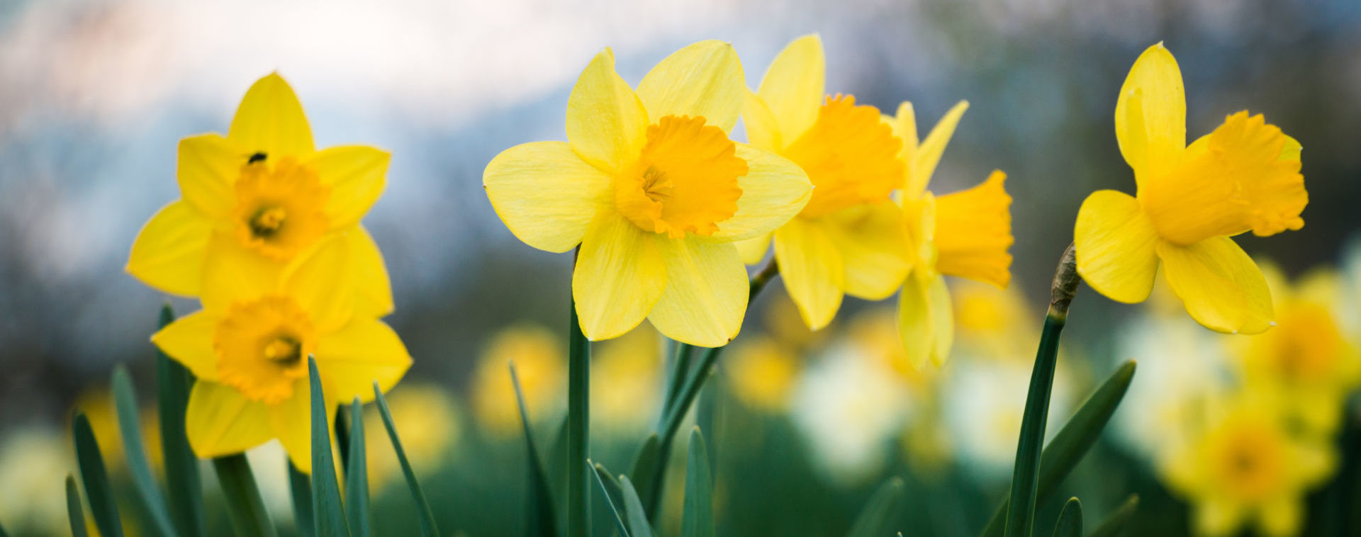 Daffodils field